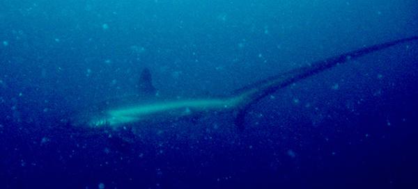 Thresher Sharks - Pelagic Thresher