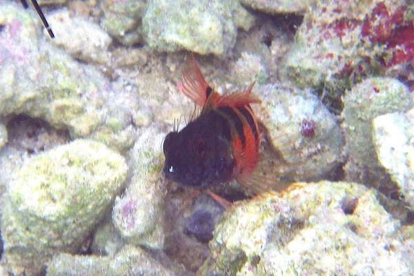 Blennies - Saddled Blenny