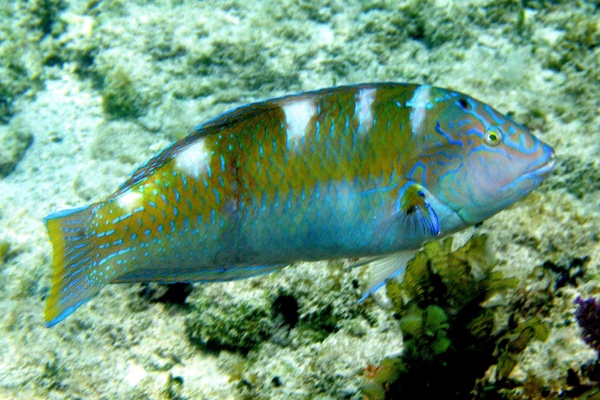 Wrasse - Puddingwife Wrasse - Puddingwife
