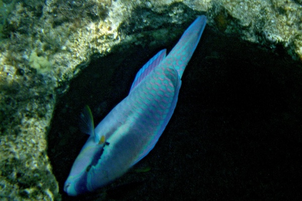 Parrotfish - Striped Parrotfish