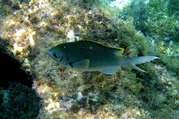 Damselfish - Brown Chromis