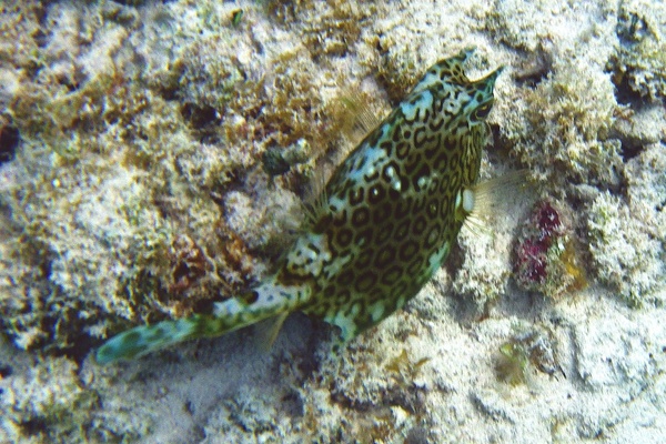 Trunkfish - Honeycomb Cowfish