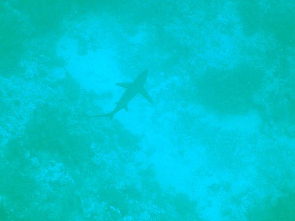 Thresher Sharks - Pelagic Thresher