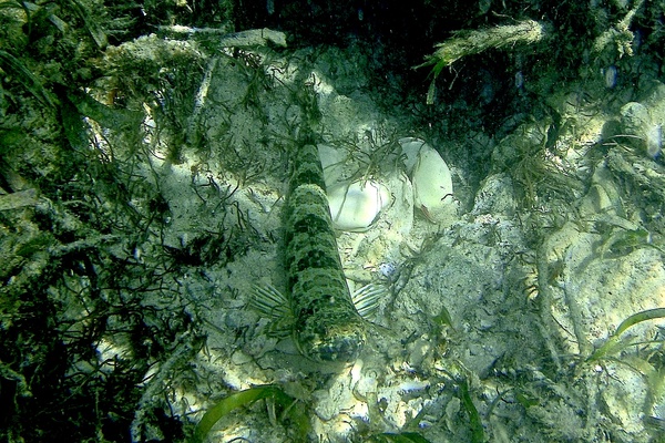 Lizardfish - Sand Diver