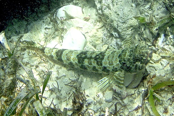 Lizardfish - Sand Diver