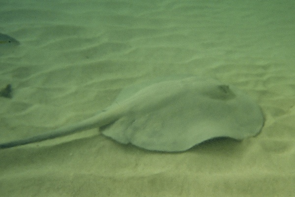 Stingrays - Whiptail Stingray