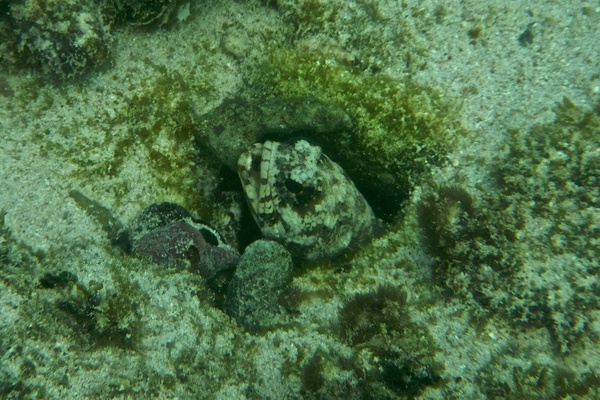 Jawfish - Banded Jawfish