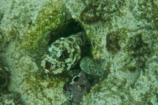 Jawfish - Banded Jawfish