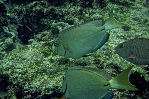 Surgeonfish - Ocean Surgeonfish