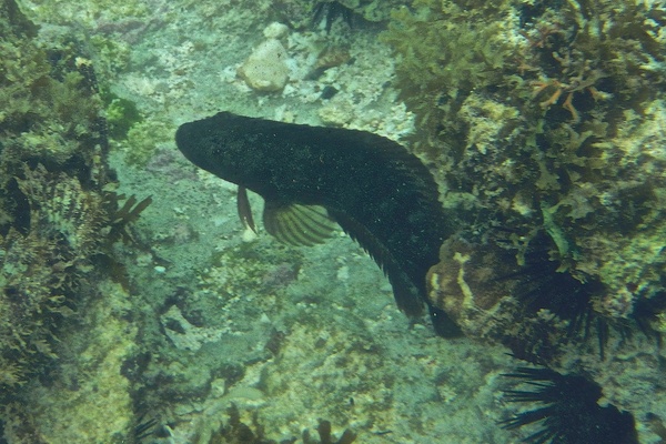 Blennies - Hairy Blenny