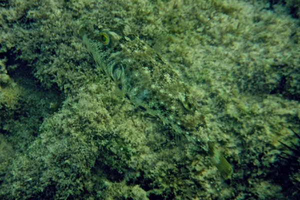 Pufferfish - Bandtail Puffer