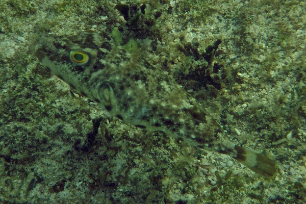 Pufferfish - Bandtail Puffer