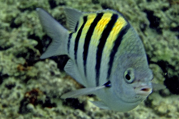 Damselfish - Sergeant Major