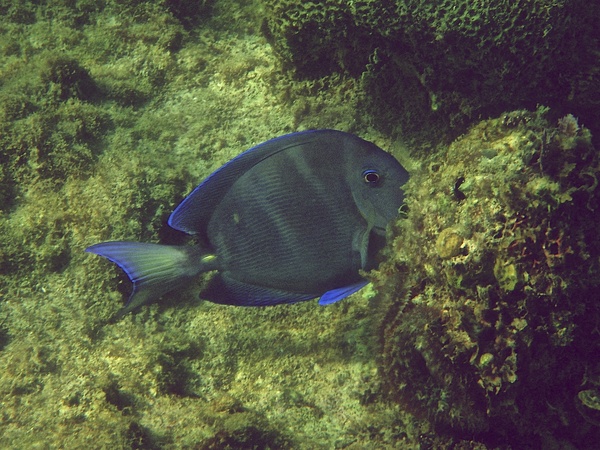 Surgeonfish - Blue Tang