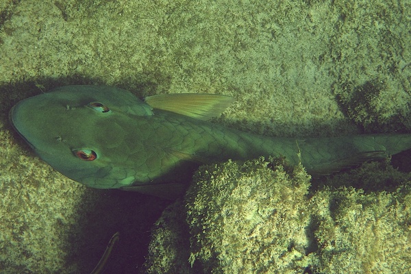 Parrotfish - Yellowtail Parrotfish