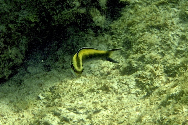 Wrasse - Bluehead Wrasse