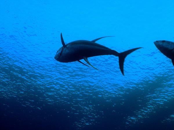 Tunas - Yellowfin Tuna