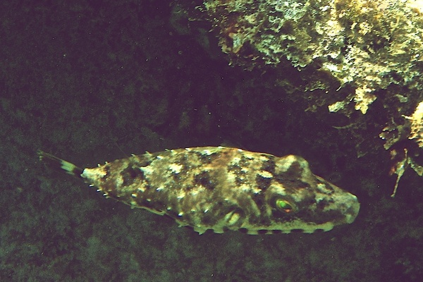 Pufferfish - Bandtail Puffer