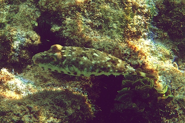 Pufferfish - Bandtail Puffer