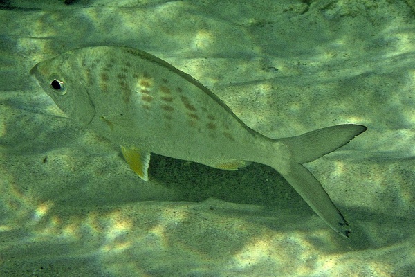 Mojarras - Yellowfin Mojarra