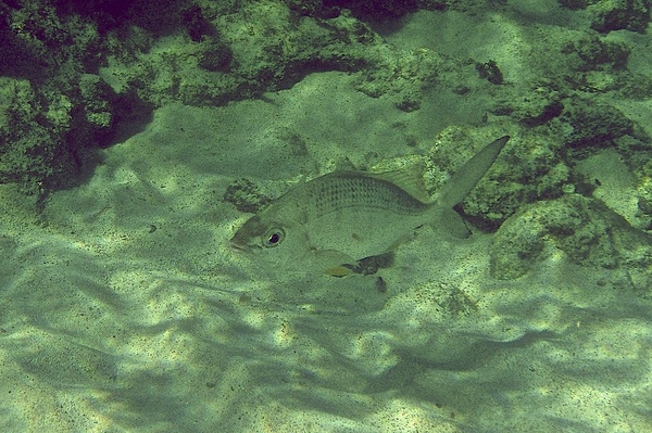 Mojarras - Yellowfin Mojarra