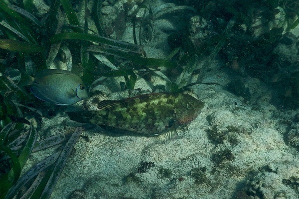 Parrotfish - Bucktooth Parrotfish