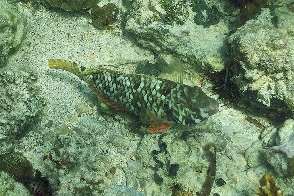 Parrotfish - Yellowtail Parrotfish