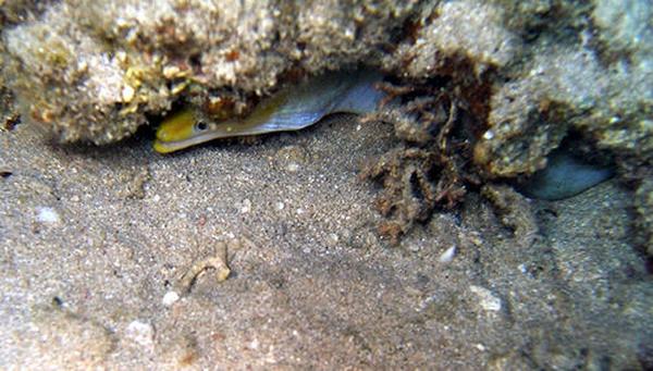 Moray - Banded Moray