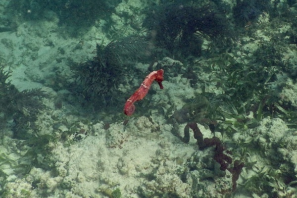 Seahorses - Longsnout Seahorse