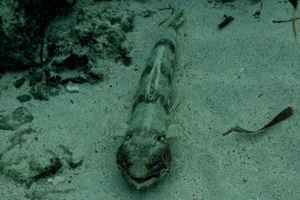 Lizardfish - Sand Diver