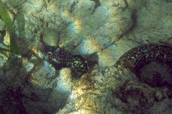 Moray - Spotted Moray