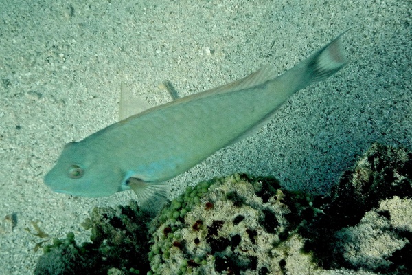 Parrotfish - Redtail Parrotfish