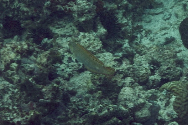 Wrasse - Painted Wrasse