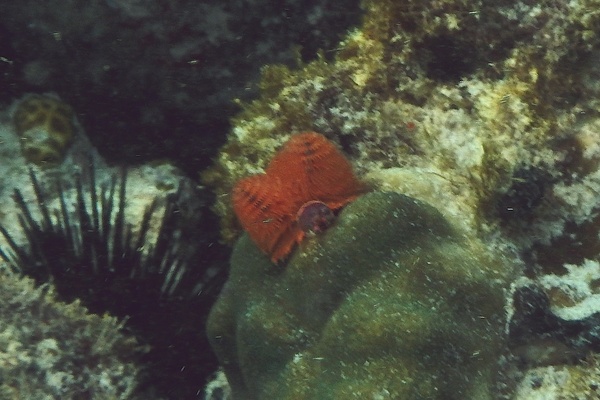 Nudibranch - Christmas tree worm Nudibranch - Christmas tree worm