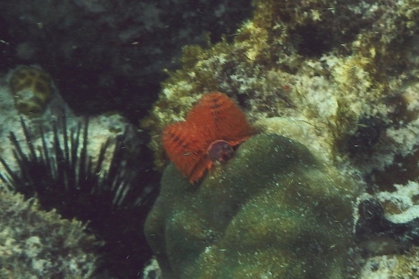 Nudibranch - Christmas tree worm