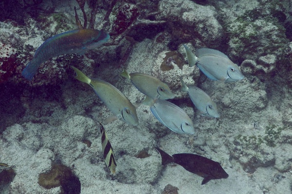 Surgeonfish - Ocean Surgeonfish