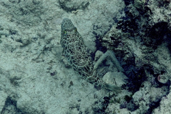 Pufferfish - Checkered Puffer