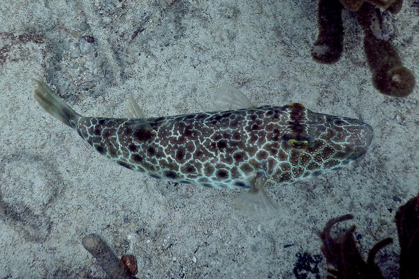 Pufferfish - Checkered Puffer