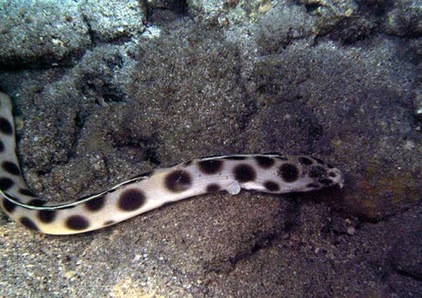 Snake Eels - Tiger Snake Eel