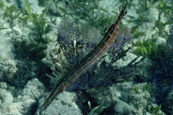 Trumpetfish - Trumpetfish