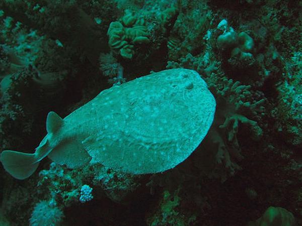 Electric Rays - Panther Electric Ray