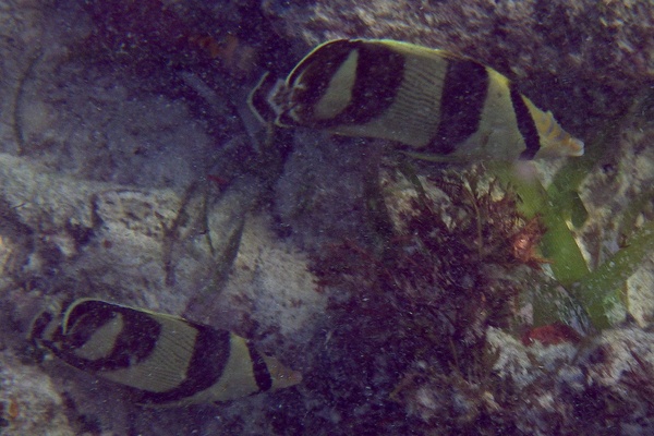 Butterflyfish - Banded Butterflyfish