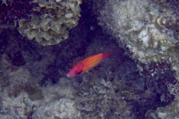 Squirrelfish - Longjaw Squirrelfish