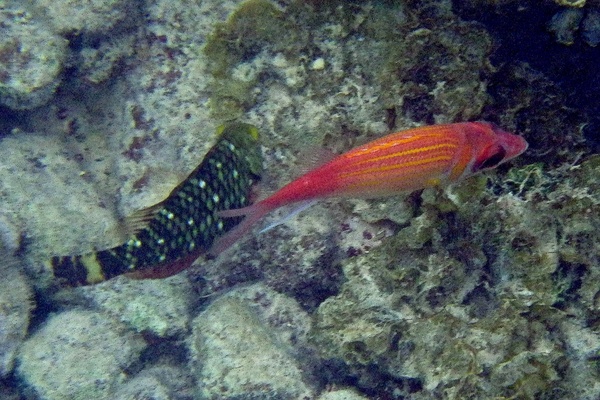 Squirrelfish - Longjaw Squirrelfish