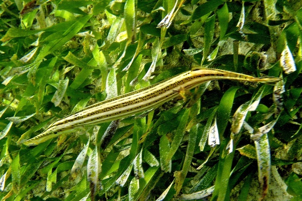 Trumpetfish - Trumpetfish