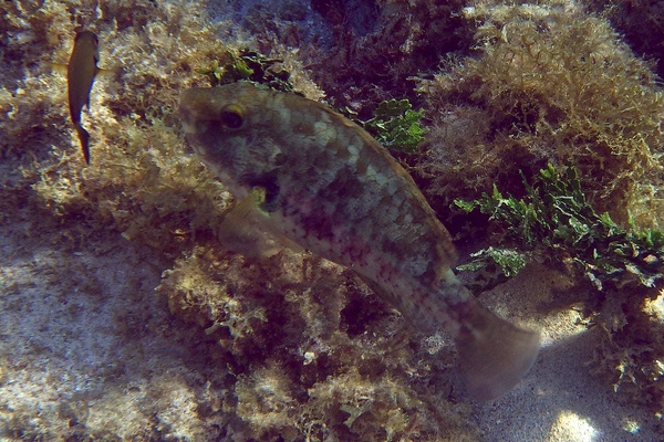 Parrotfish - Bucktooth Parrotfish