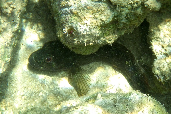 Blennies - Hairy Blenny