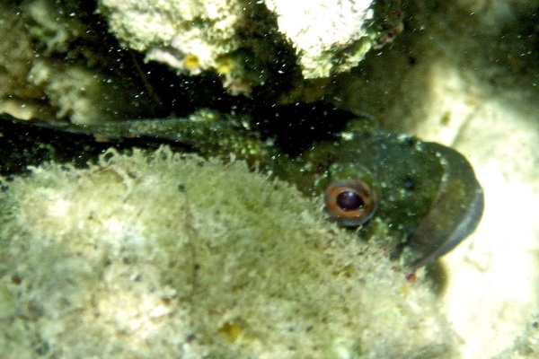 Blennies - Hairy Blenny