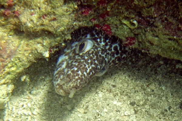 Moray - Spotted Moray