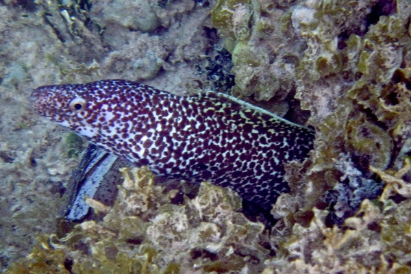 Moray - Spotted Moray